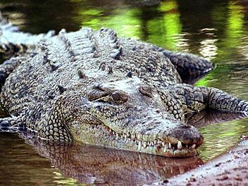 Krokodil