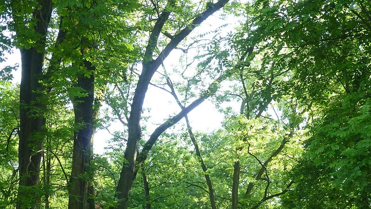 Kulmbach: Grabsteine als historisches Stadtlexikon - Stadt bietet Führungen an