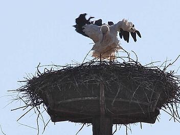 Das Storchennest kann bis zu einer Tonne schwer werden. Bei einem Infotreffen beantwortete Jochen Willecke vom Bund Naturschutz unterhalb des Nestes auf dem Mönchsturm die Fragen vieler interessierter Hammelburger und Auswärtiger. Fotos: Gerd Schaar