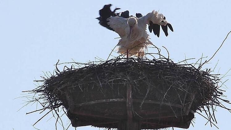 Das Storchennest kann bis zu einer Tonne schwer werden. Bei einem Infotreffen beantwortete Jochen Willecke vom Bund Naturschutz unterhalb des Nestes auf dem Mönchsturm die Fragen vieler interessierter Hammelburger und Auswärtiger. Fotos: Gerd Schaar