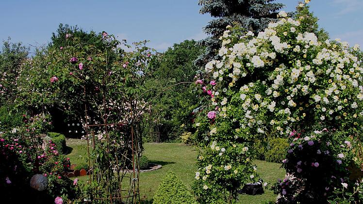 Durch diesen Bogen mit der Blütenpracht der "Christine Helene" betritt man den kleinen Park zum Rosengarten von Maria Reuß.Günther Geiling