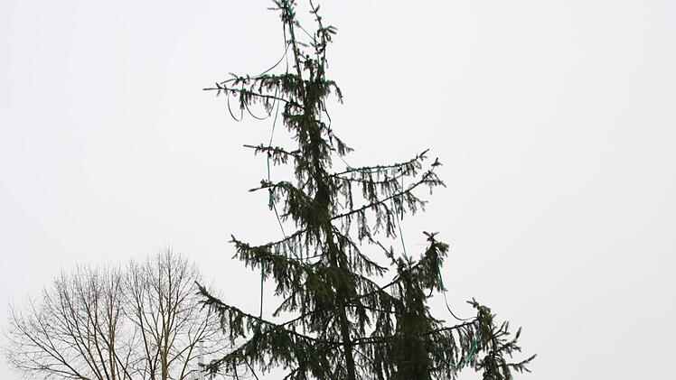 Windschief und krakelig, der Baum von Seubrigshausen.