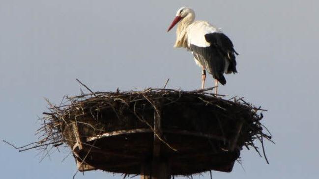 Wieder Leben im Nest auf dem Mönchsturm: Der Hammelburger Storch ist gelandet.  Foto: Markus Reeh