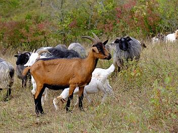 Ziegen, Schafe und Kühe werden am Sonntag von den Weiden geholt. Beim Weideabtrieb in Ginolfs sollen die Besucher die Möglichkeit haben, die Tiere aus nächster Nähe zu erleben. Foto: Archiv/Gerd Schaar