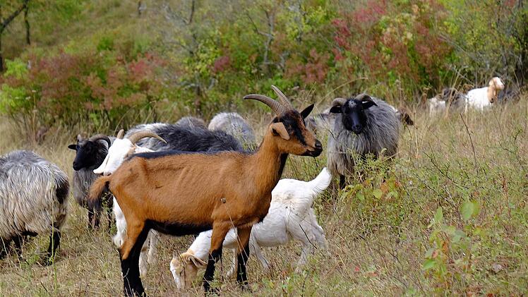 Ziegen, Schafe und Kühe werden am Sonntag von den Weiden geholt. Beim Weideabtrieb in Ginolfs sollen die Besucher die Möglichkeit haben, die Tiere aus nächster Nähe zu erleben. Foto: Archiv/Gerd Schaar