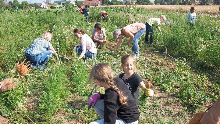 Die Zwiebeln bl&uuml;hen schon, die ersten Karotten landen auf dem Teller.