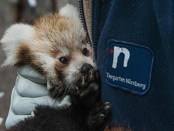 Einer der Baby-Pandas im Tiergarten Nürnberg auf dem Arm eines Tierpflegers. Fotos: News5 /Grundmann