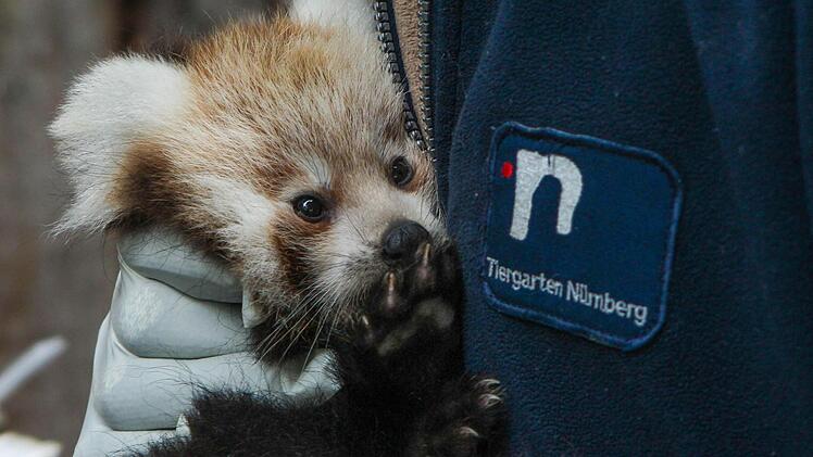 Einer der Baby-Pandas im Tiergarten Nürnberg auf dem Arm eines Tierpflegers. Fotos: News5 /Grundmann