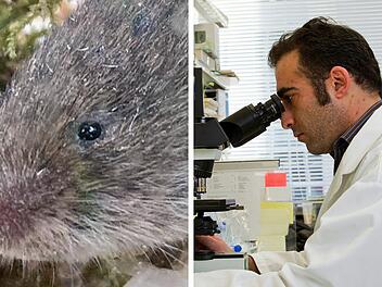 Sensationsfund in Bayern: Verschollenes Tier nach 60 Jahren wiederentdeckt