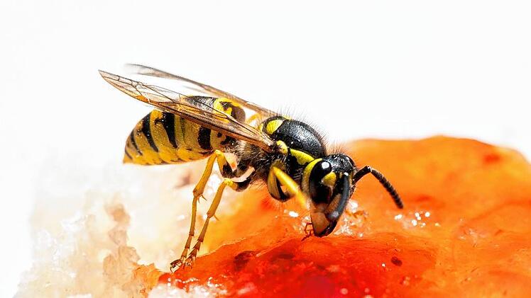 Sommer 2020, Wespen sind im Anflug, Wespenplage