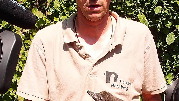 Das Küken auf der Hand von Tierpfleger Thorsten Krist lebt noch im Pinguinstall hinter den Kulissen. Foto: Tiergarten Nürnberg