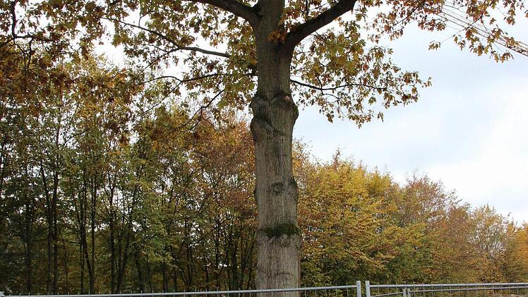 Es sollen so viel wie möglich Bäume erhalten werden. Foto: Friedwald Schedel
