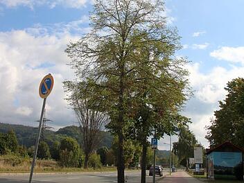 Links die Straße, rechts ein Geh-/Radweg: Zwischen Asphalt und Pflaster bleibt Stadtbäumen oft nur wenig Raum fürs Wurzelwerk. Dazu gefährden Schadstoffe in der Luft, fehlende Nährstoffe, der Einsatz von Streusalz, aber auch Hunde-Urin und Verletzungen durch Bauarbeiten die Gehölze.Jochen Nützel