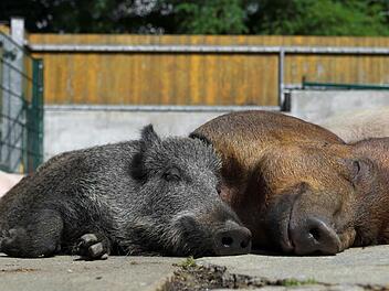 Sauwohl fühlen sichdie Tiere auf dem Gnadenhof in Gollhofen. Fotos: Chris Mc Roberts