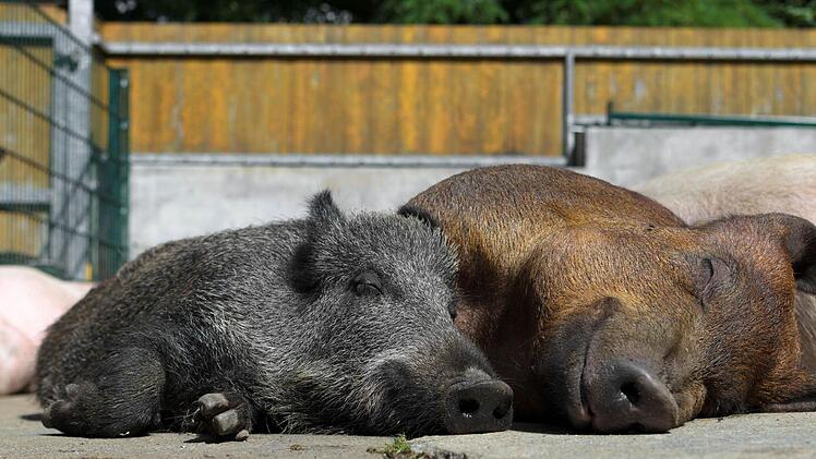 Sauwohl fühlen sichdie Tiere auf dem Gnadenhof in Gollhofen. Fotos: Chris Mc Roberts