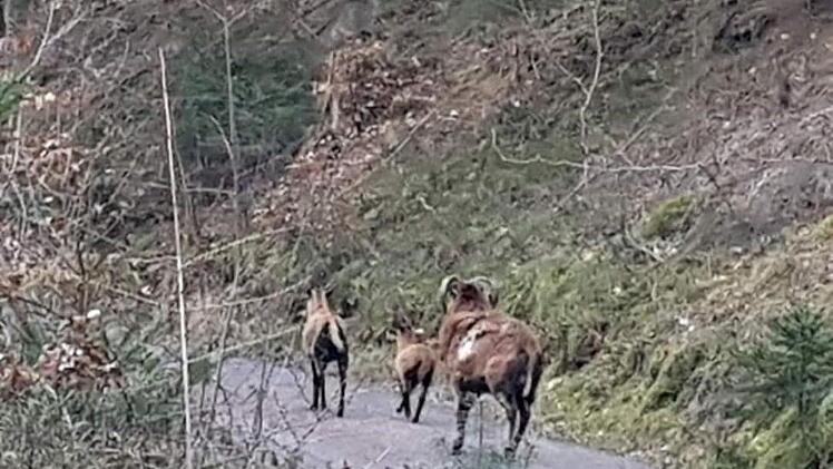 Auf der Flucht im Muppberg.privat