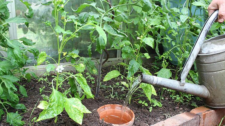 Damit das Wasser schneller direkt zu den Wurzeln der Tomatenpflanzen kommt, hat Schmidt ebenerdig Tontöpfe in die Erde gesetzt.